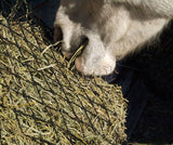 Hay Chix 4' Round Bale Net